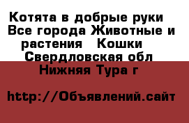 Котята в добрые руки - Все города Животные и растения » Кошки   . Свердловская обл.,Нижняя Тура г.